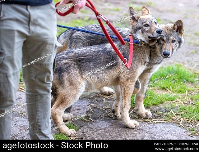 21 May 2021, Mecklenburg-Western Pomerania, Sternberg: Two four-month-old domesticated Timberwolves are led on a leash across the grounds of the Sternberger...