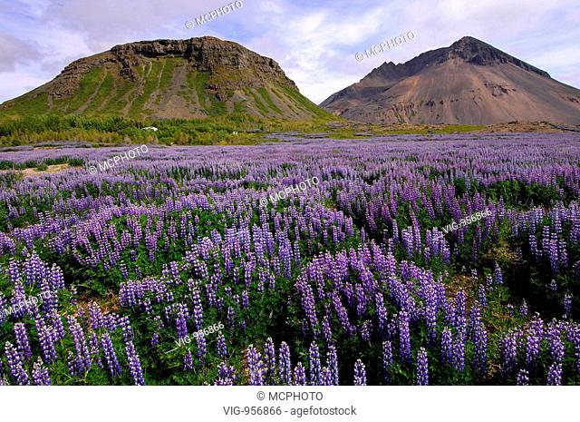 Field of lupins planted to combat soil erosion at Hamar, on Hamarsfjordur in the East Fjords region of eastern Iceland. - --, --, --, 09/07/2007
