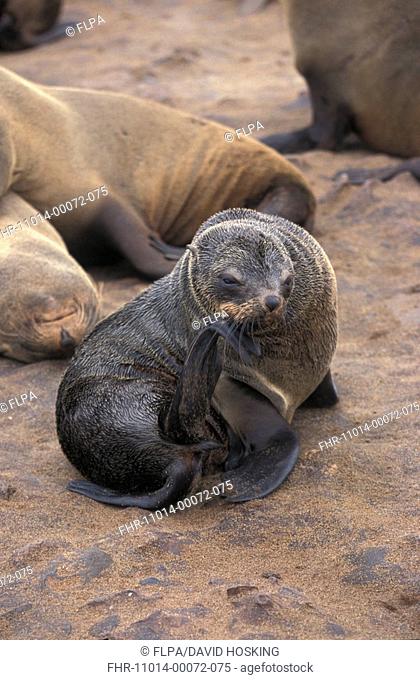 Cape Fur Seal Arctocephalus pusillus Scratching / Namibia
