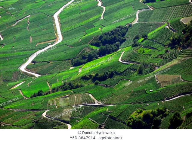 Vineyards on terraces, Rhone Valley, Fendant Wine Region Saviese near Sion, Valais canton , Wallis canton, Switzerland, Europe