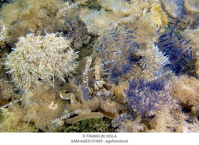 Upside Down Jellyfish; also known as Mangrove Jellyfish (Cassiopea xamachana) appear more like sea anemones to camouflage from predators (sea turtles); C