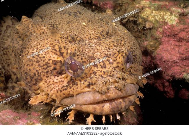 Oyster Toadfish (Opsanus tau) Gulf of Maine to Miami, FL