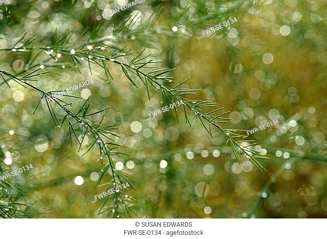 Fern, Asparagus fern, Asparagus setaceus, Close view of tiny spikey fronds with water droplets, backlit, causing white flare spots over the image