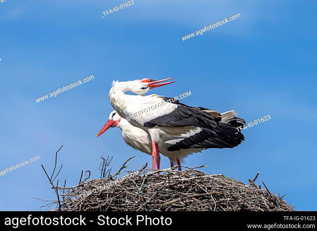 standing White Storks