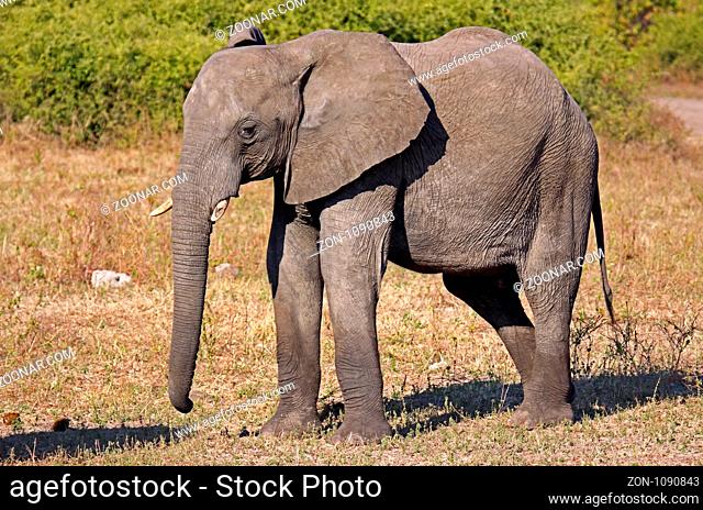 Afrikanischer Elefant (Loxodonta africana) im Chobe Nationalpark, Botswana