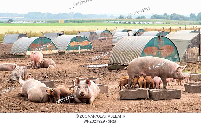 Pigs outdoor
