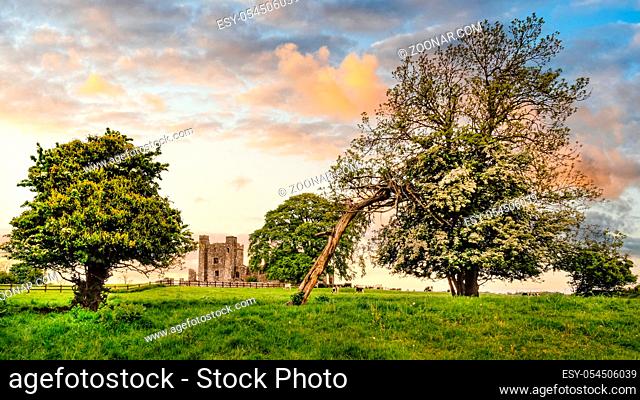 Ruins of old, 12th century Bective Abbey, large green trees and grazing cattle on green field. Dramatic sky at sunset. Count Meath, Ireland