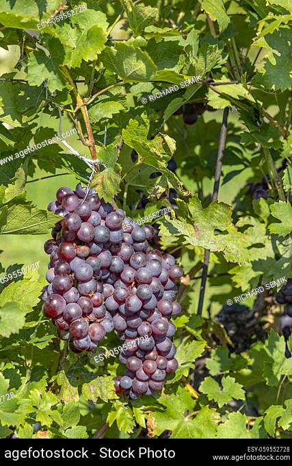 Ripening grapes in Southern Moravia, Czech Republic