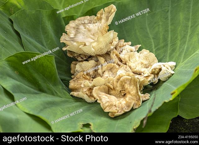 Wild edible mushrooms freshly picked from a tree trunk in Thailand, Asia