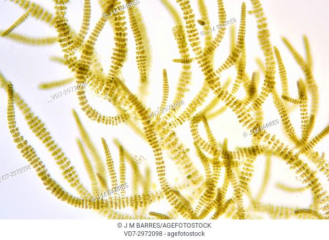 Stigonema is a branched filamentous cyanobacteria. Optical microscope X100