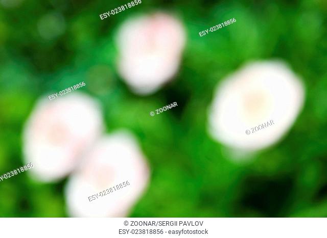 abstract natural green pink background. boke