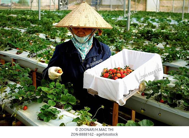 worker, strawberry garden, Dalat, Da Lat