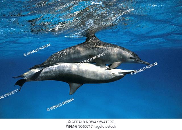 Mating Spinner Dolphin, Stenella longirostris, Hurghada, Red Sea, Egypt