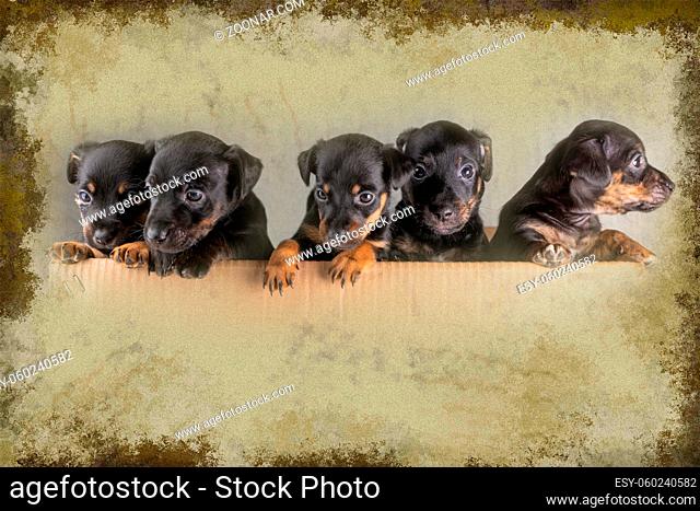 Front view of five Jack russel puppy heads.Dogs have paws on the edge, surroundings in beautiful green colors with a border around the photo, composite picture