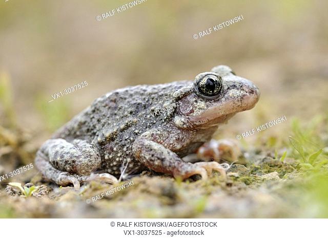 Common Midwife Toad ( Alytes obstetricans ), close-up, detailed side view, crouching on natural ground of an old quarry