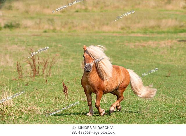 Miniature Shetland Pony. Old stallion (30 years old) on a pasture. Germany