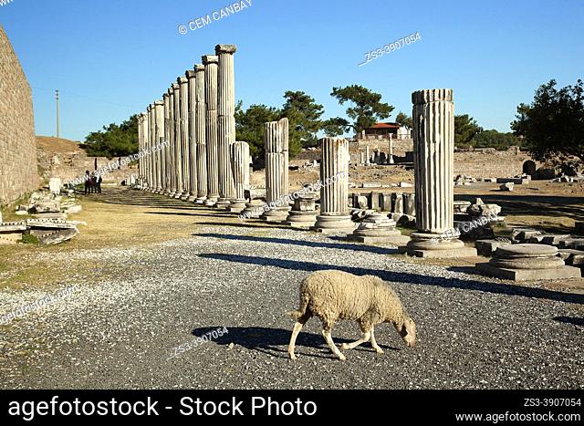 Tourists and a wild sheep walking in front of the marble columns of ancient medicinal sanctuary of Asklepion near Bergama Town, Iúzmir Province, Aegean Region