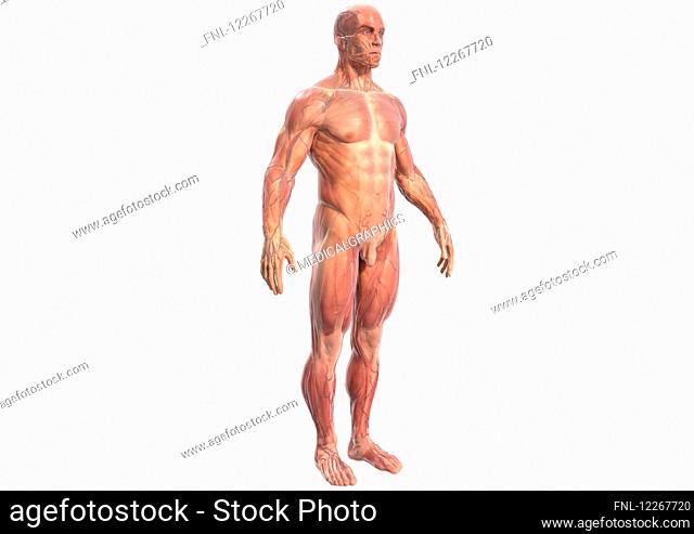Muscles of a man, illustration