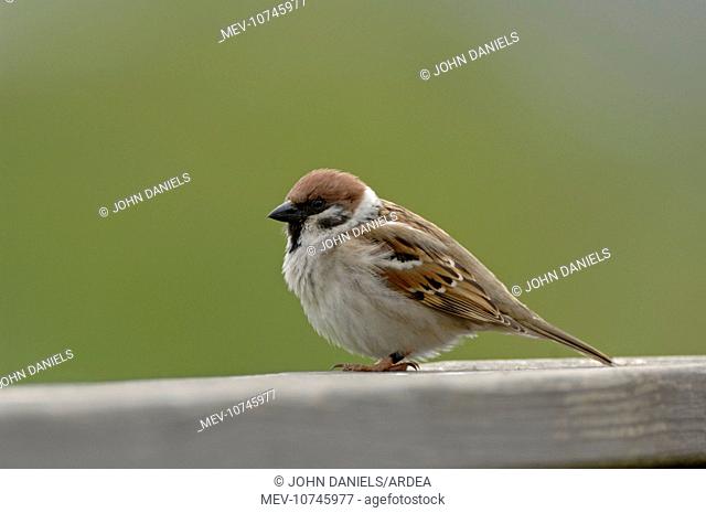 Tree Sparrow sitting on bench (Passer montanus)