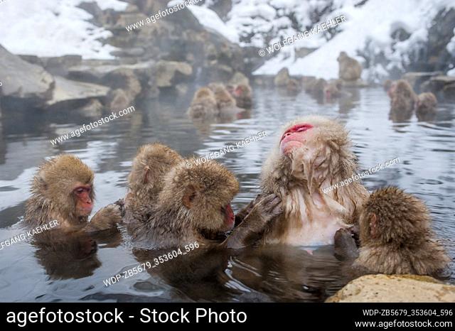 Snow monkeys (Japanese macaques) are sitting in the hot springs at Jigokudani on Honshu Island, Japan and grooming each other