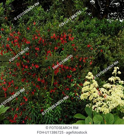 Mixed border with the red bells of the shrubby enkianthus contrasting with the white plumes of rodgersia