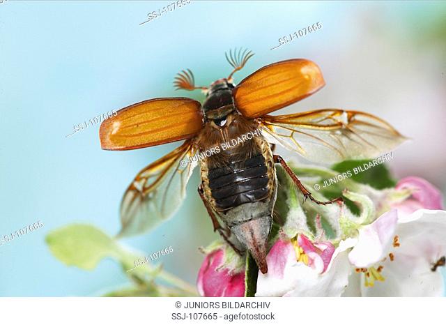 animal, insect, common-cockchafer