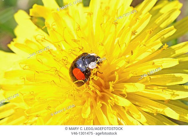 Male Harlequin Ladybird, Harmonia Axyridis  Melanic imitation of the Adalia bipunctata  Cheek patches and red legs identify it  On a dandelion  Didn’t like the...