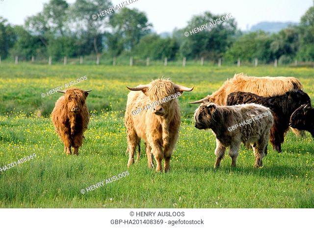 United Kingdom, Highland, Scottish, cow, Bos taurus