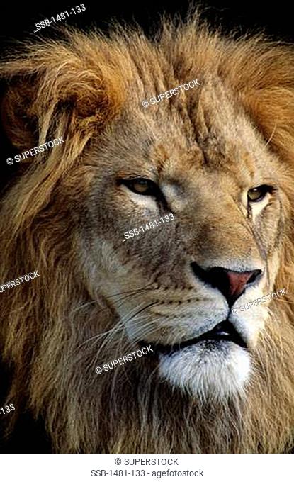 Close-up of a lion panthera leo