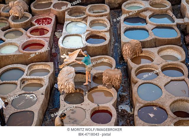 Worker dyeing leather, basin with paint, dyeing, tannery Tannerie Chouara, tanner and dyer quarter, Fes el Bali, Fez, Morocco