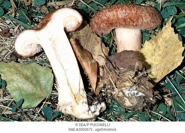 Examples of whole and sectioned Woolly milkcap or Bearded milkcap (Lactarius torminosus), Russulaceae