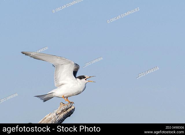 Common Tern (Sterna hirundo) juvenile stretching wings. Nemunas Delta. Lithuania