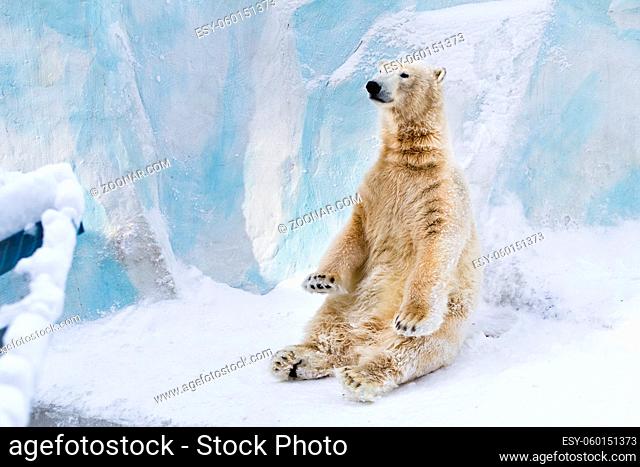 Young polar bear sitting on the snow and enjoying the sun