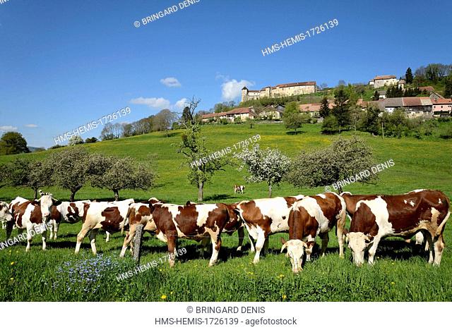 France, Doubs, Belvoir, village, castle, Montbeliard cows in a feed
