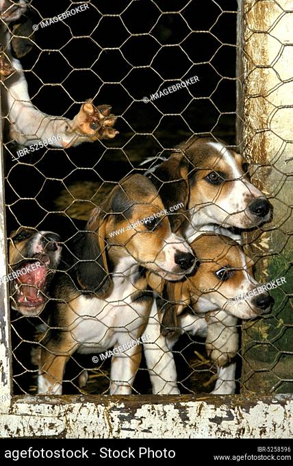 Great Anglo French Tricolour Hound, puppies in kennel