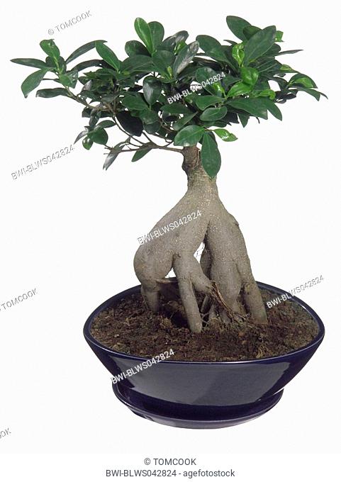 Ficus , bonsaitree