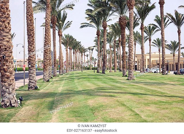 Green bush park road in Sharm el Sheikh, Egypt