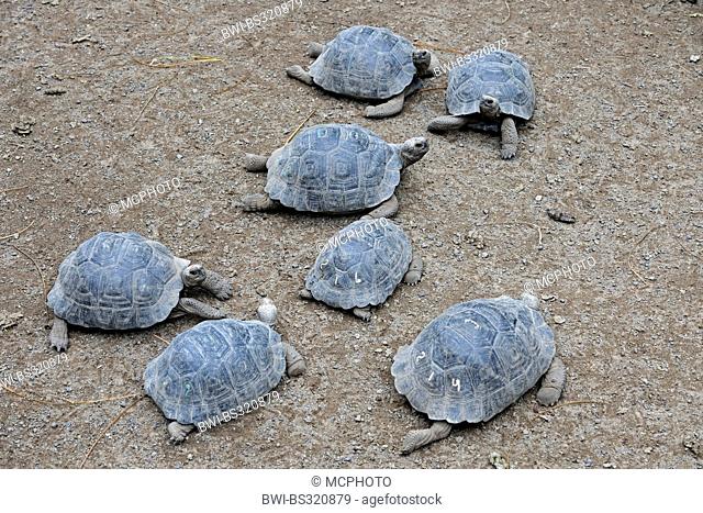 Galapagos tortoise, Galapagos giant tortoise (Chelonodis nigra, Geochelone elephantopus, Geochelone nigra, Testudo elephantopus, Chelonoides elephantopus)