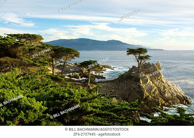 Pebble Beach California famous Lone Elm cypress tree and ocean on 17-mile drive one of the most photographed trees in North America