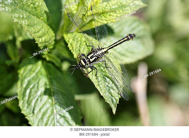 Green eyed hook, tailed dragonfly, Onychogomphus forcipatus, Germany