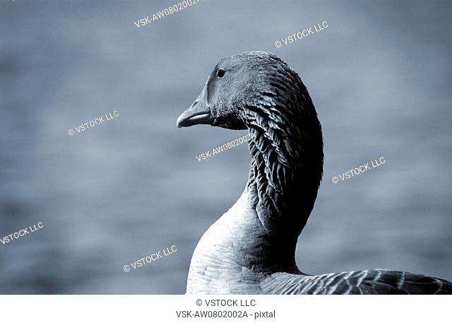 Profile of goose