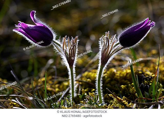 Pasque Flowers or Common Pasque flowers (Pulsatilla vulgaris) blooming in spring on calcareous soil - Naturpark Altmuehltal, Bavaria/Germany