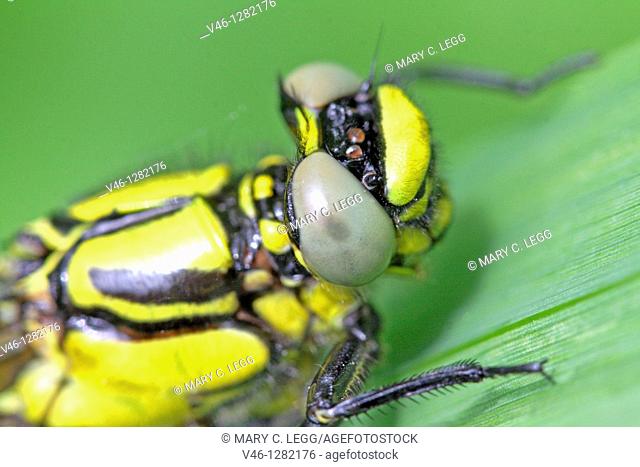 Emerging Common Clubtail, Gomphus vulgatissimus on grass Head Eyes grey Males will turn green as they mature Wings not yet extended Water visible inside the...