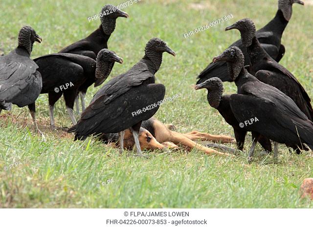 American Black Vulture Coragyps atratus adults, flock scavenging roadkill dog, Formosa City, Formosa, Argentina, october
