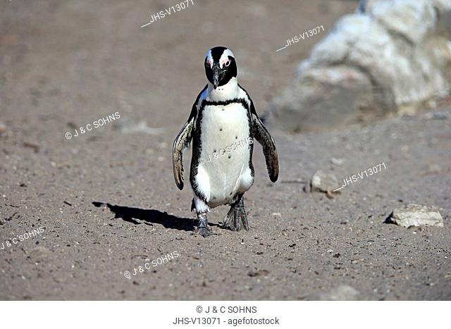 Jackass Penguin, African penguin, (Spheniscus demersus), adult walking at beach, Betty's Bay, Stony Point Nature Reserve, Western Cape, South Africa, Africa