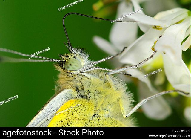 Artogeia (Pieridae) napi, green-veined white (Pieris napi), Green-veined white butterfly, Other animals, Insects, Butterflies, Animals, Green-veined white adult