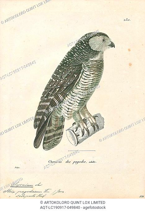 Syrnium seloputo, Print, 1700-1880