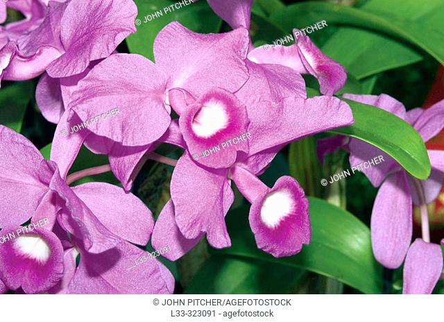 Orchid (Laeliocattleya sp.)