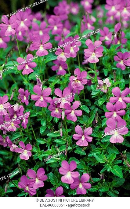 Horned Pansy (Viola cornuta Rosea), Violaceae