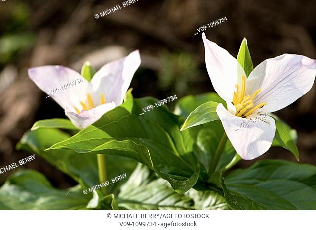 Trillium blossom